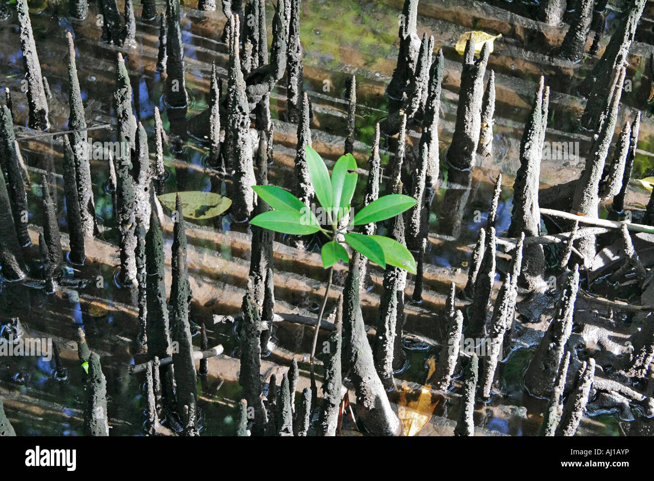 Young mangrove plant with air roots showing at low tide in Kosrae Federated States of Micronesia FSM Stock Photo