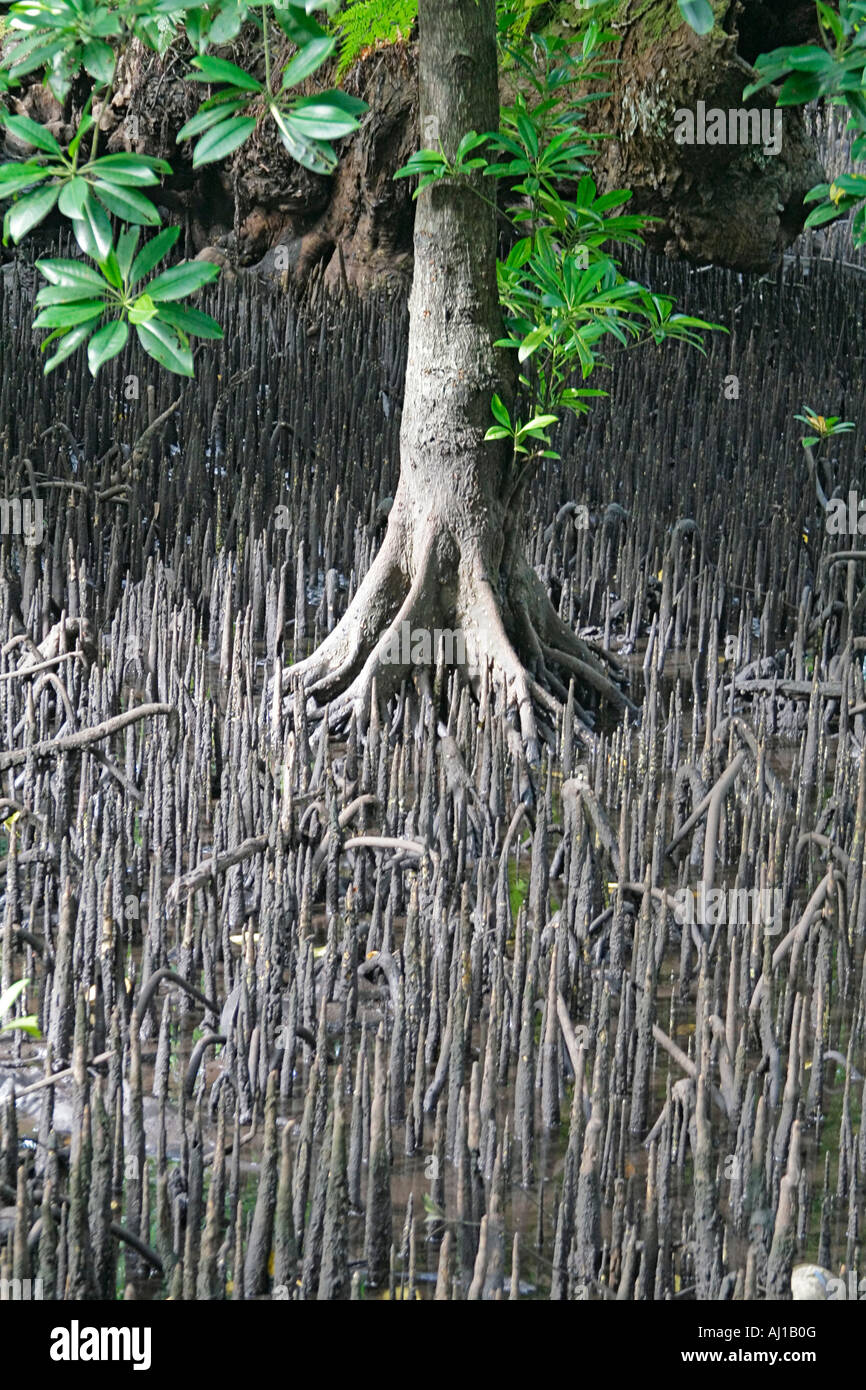 Mangrove trees with air roots showing at low tide Kosrae Federated States of Micronesia FSM Stock Photo