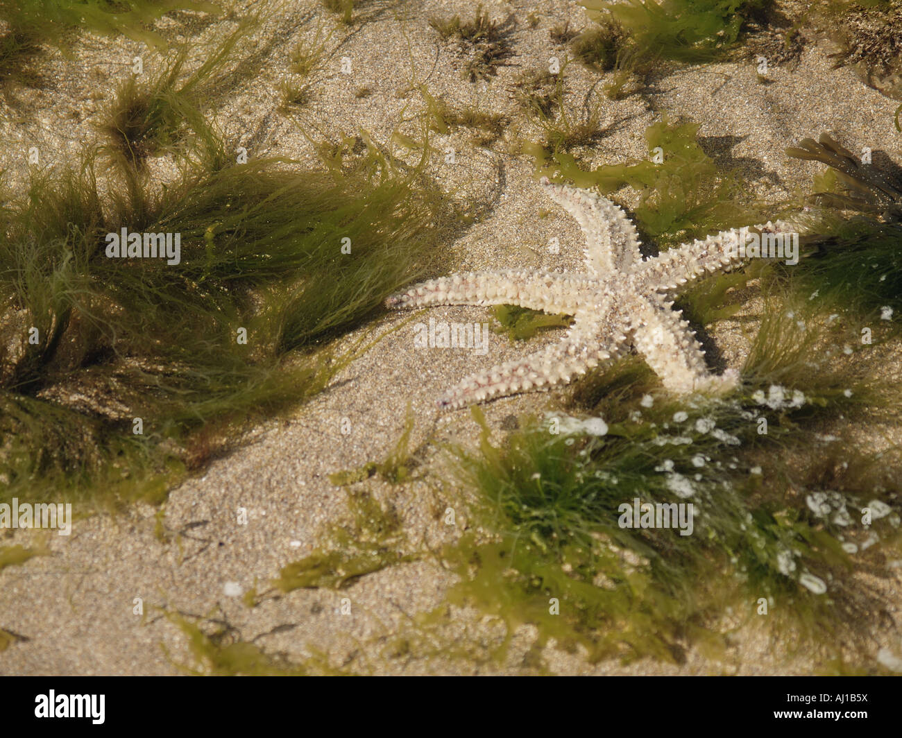 spiny starfish marthasterias glacialis Stock Photo