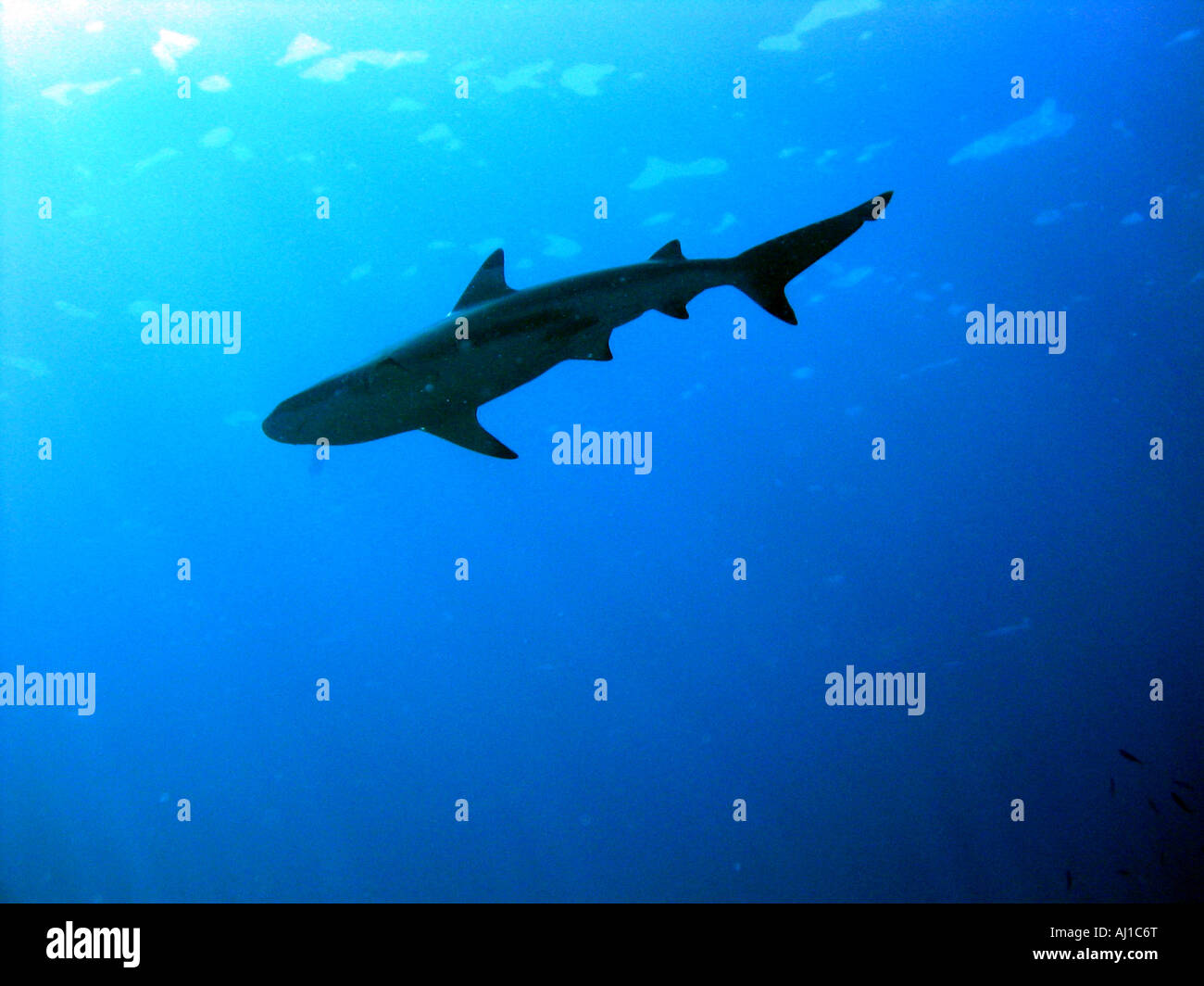 black tipped reef shark Stock Photo - Alamy