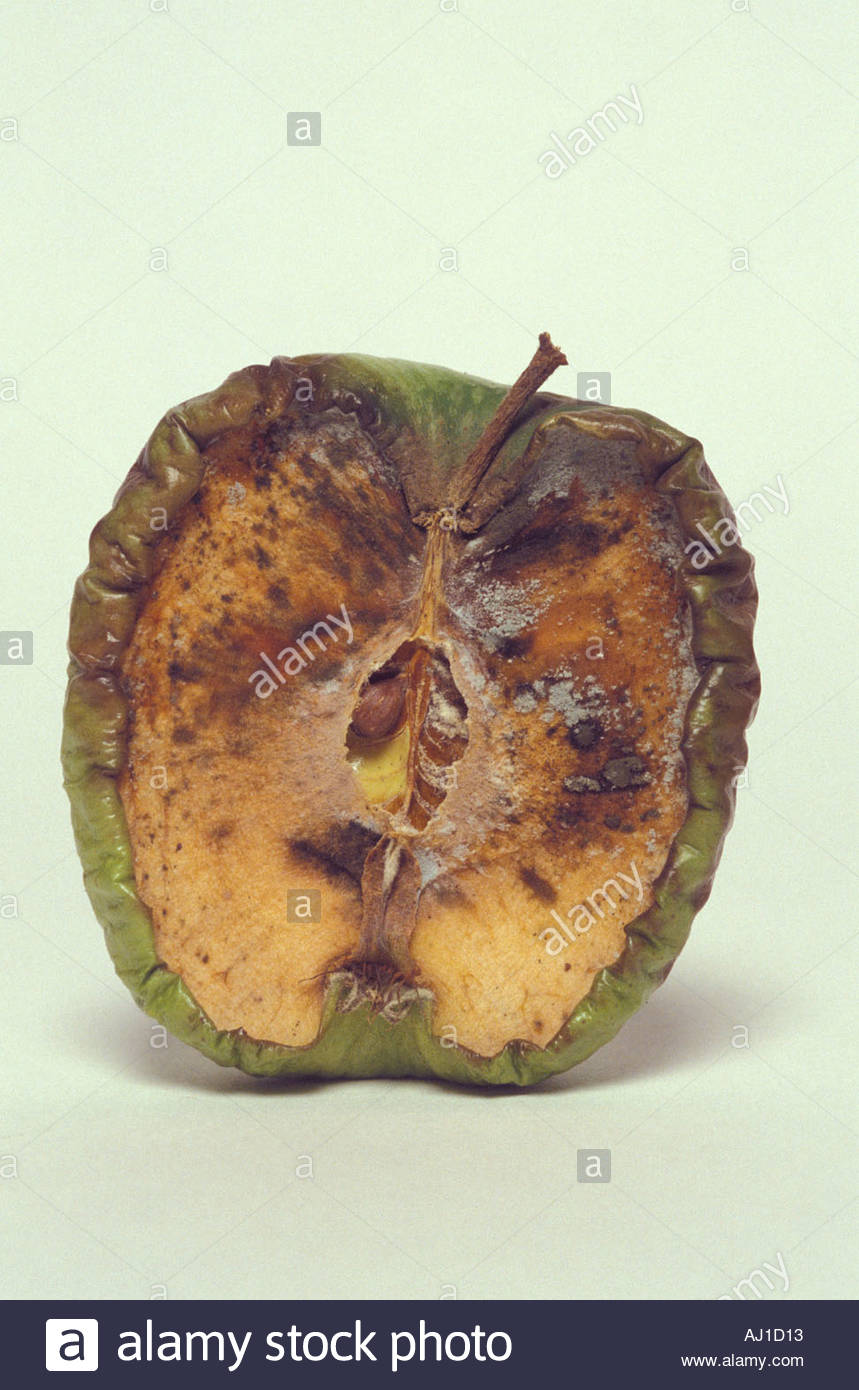 Rotting Apple Stock Photos & Rotting Apple Stock Images Alamy