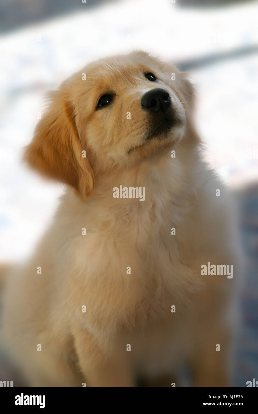 Golden Retriever Puppy Portrait Stock Photo - Alamy