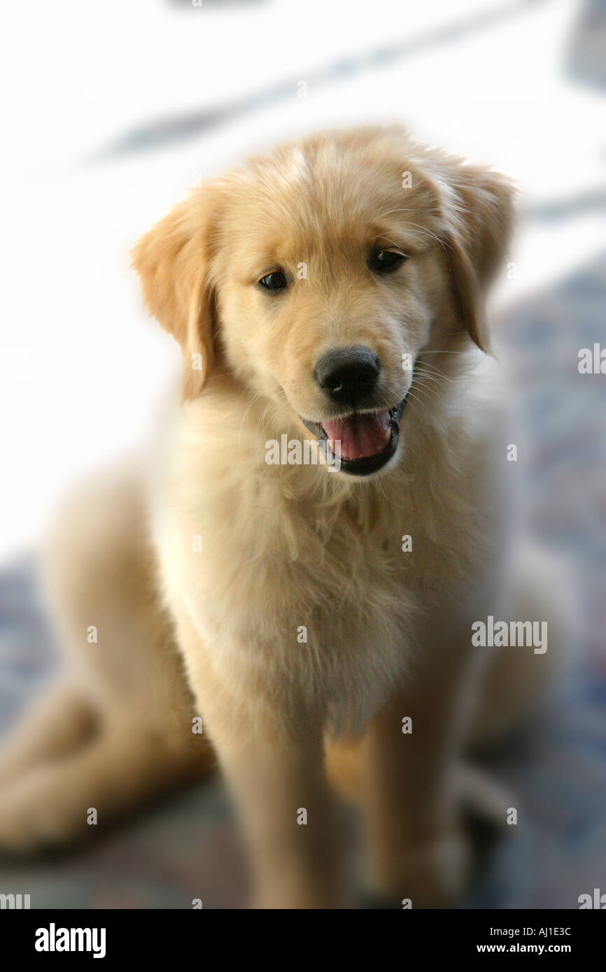 Golden Retriever Puppy Portrait Stock Photo - Alamy