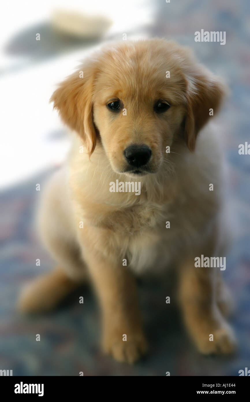Golden Retriever Puppy Portrait Stock Photo - Alamy