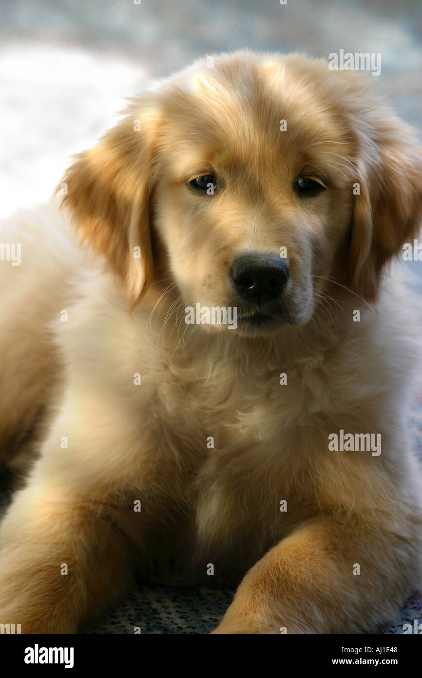Golden Retriever Puppy Portrait Stock Photo - Alamy