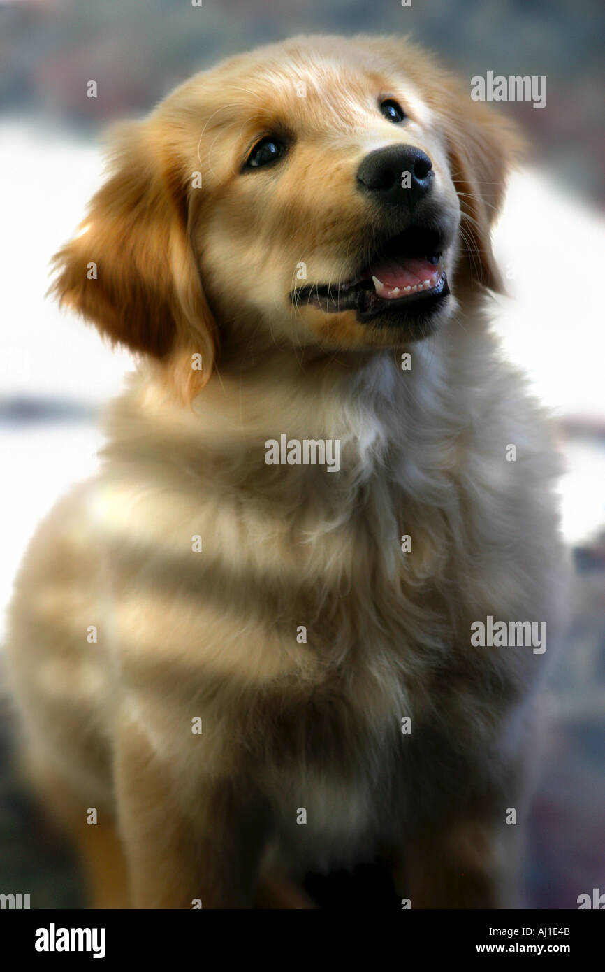 Golden Retriever Puppy Portrait Stock Photo - Alamy
