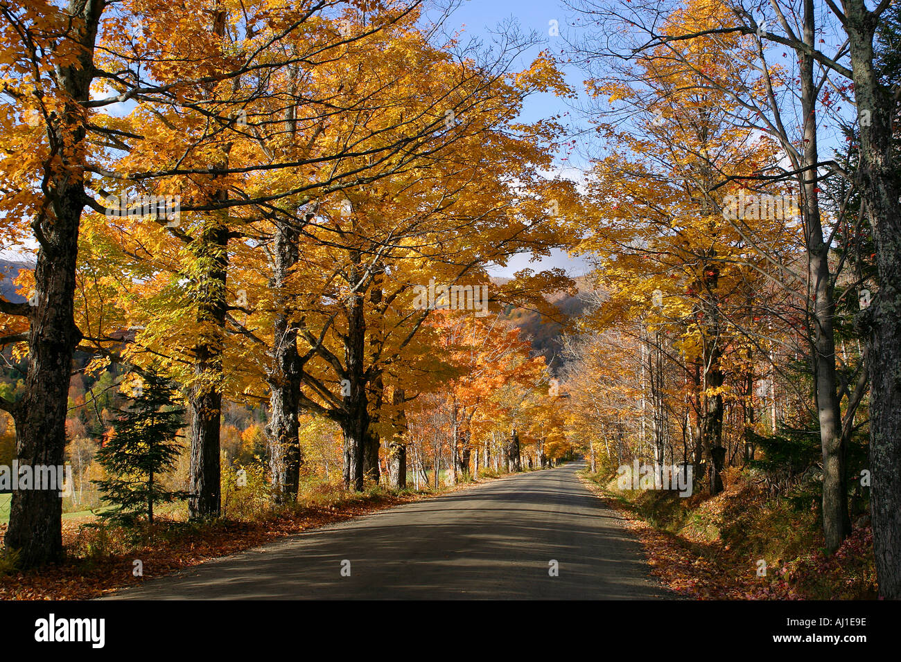 Vermont Fall Foliage Forecast 2025 Jana Charmain