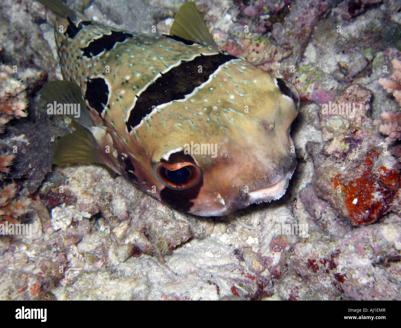 Porcenpine Fish Porcupine fish maldives hi-res stock photography and images - Alamy