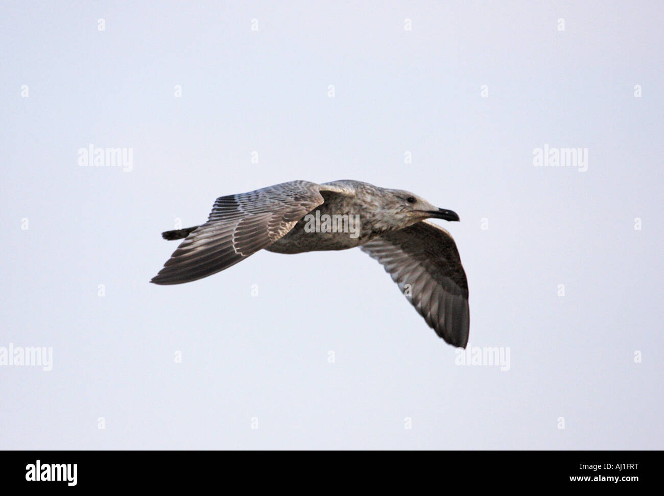 Young herring gull in flight Stock Photo Alamy