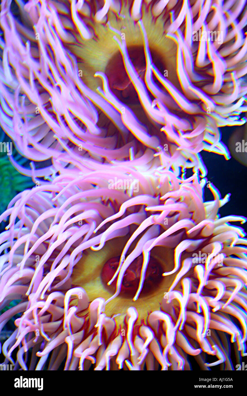 Coral Animals Sea Anemone With Tentacles Caribbean Anemone Condylactus gigantea  Stock Photo