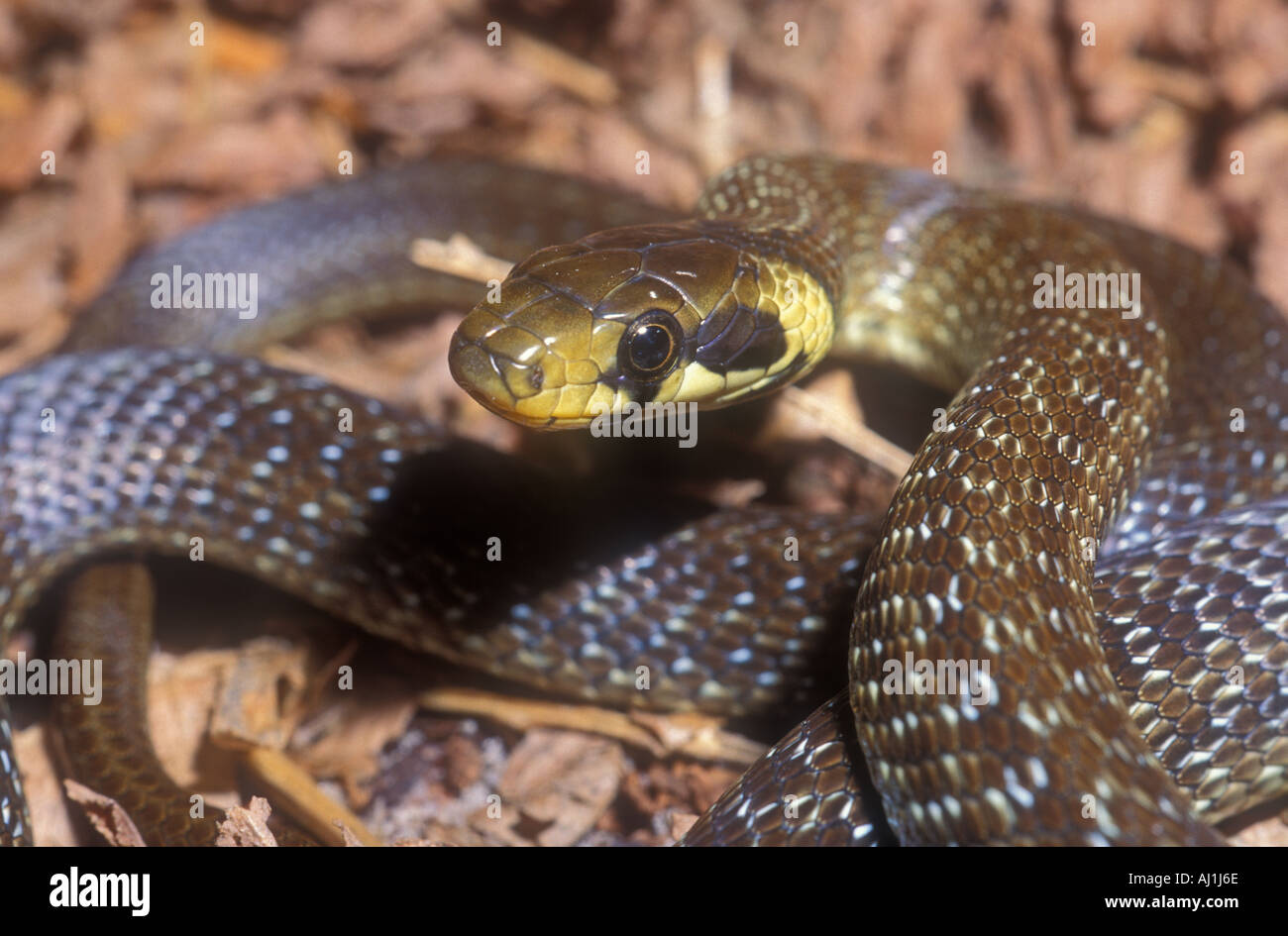 Aesculapian snake Zamenis longissimus, formerly Elaphe longissima, Europe Stock Photo