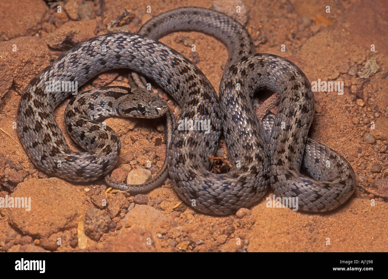 Transcaucasian rat snake Zamenis hohenackeri from the Middle East Stock Photo