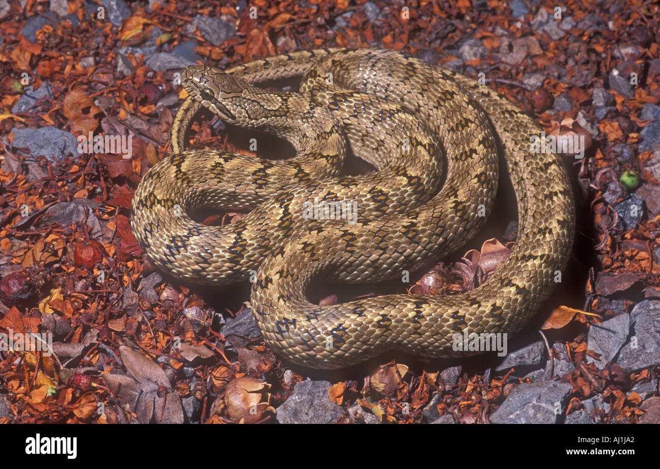 Steppe rat snake Elaphe dione Central Asia Stock Photo