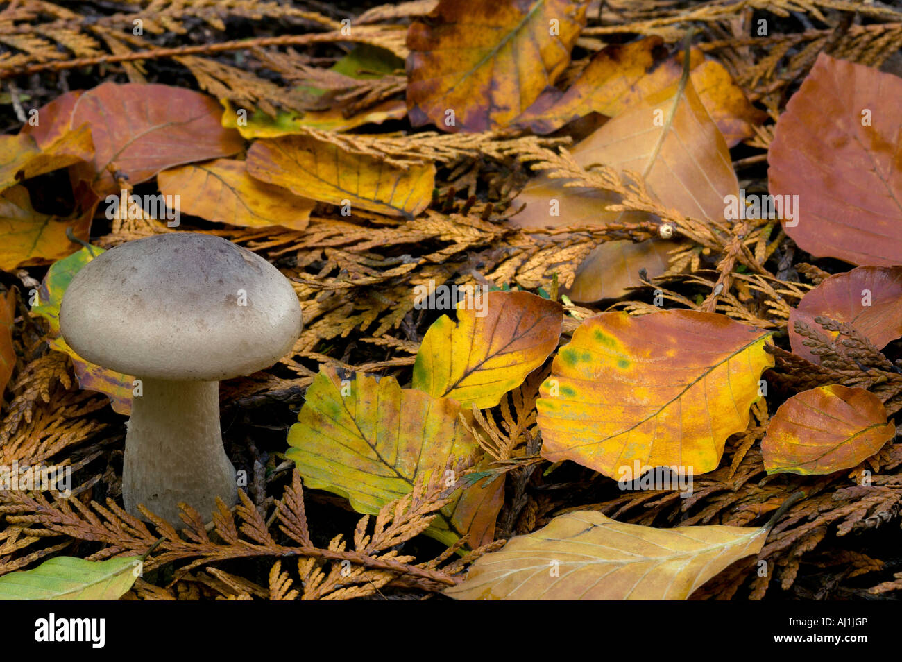 Wild mushroom on a forest floor during autumn Stock Photo