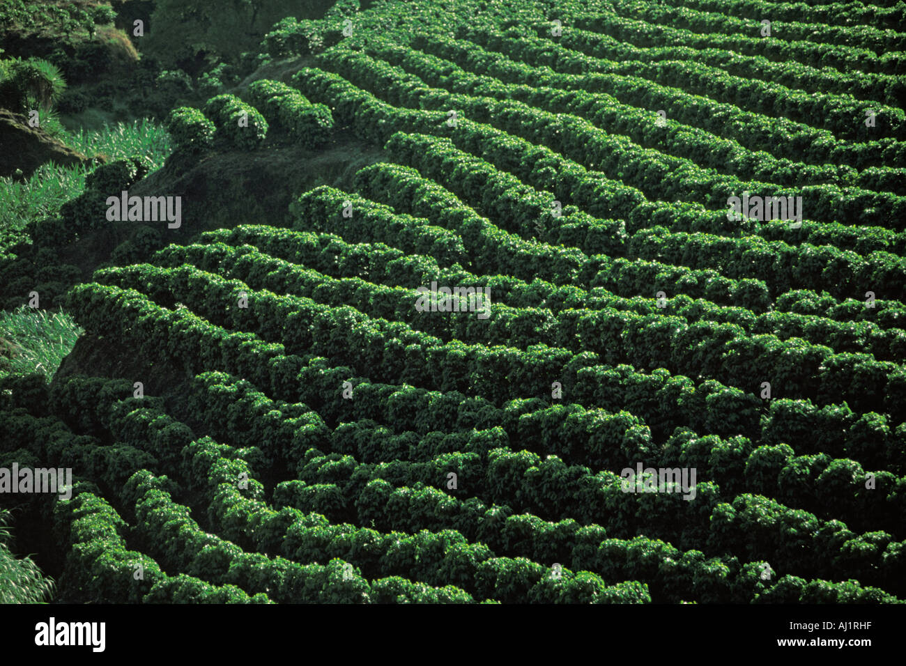 Tico coffee hi-res stock photography and images - Alamy