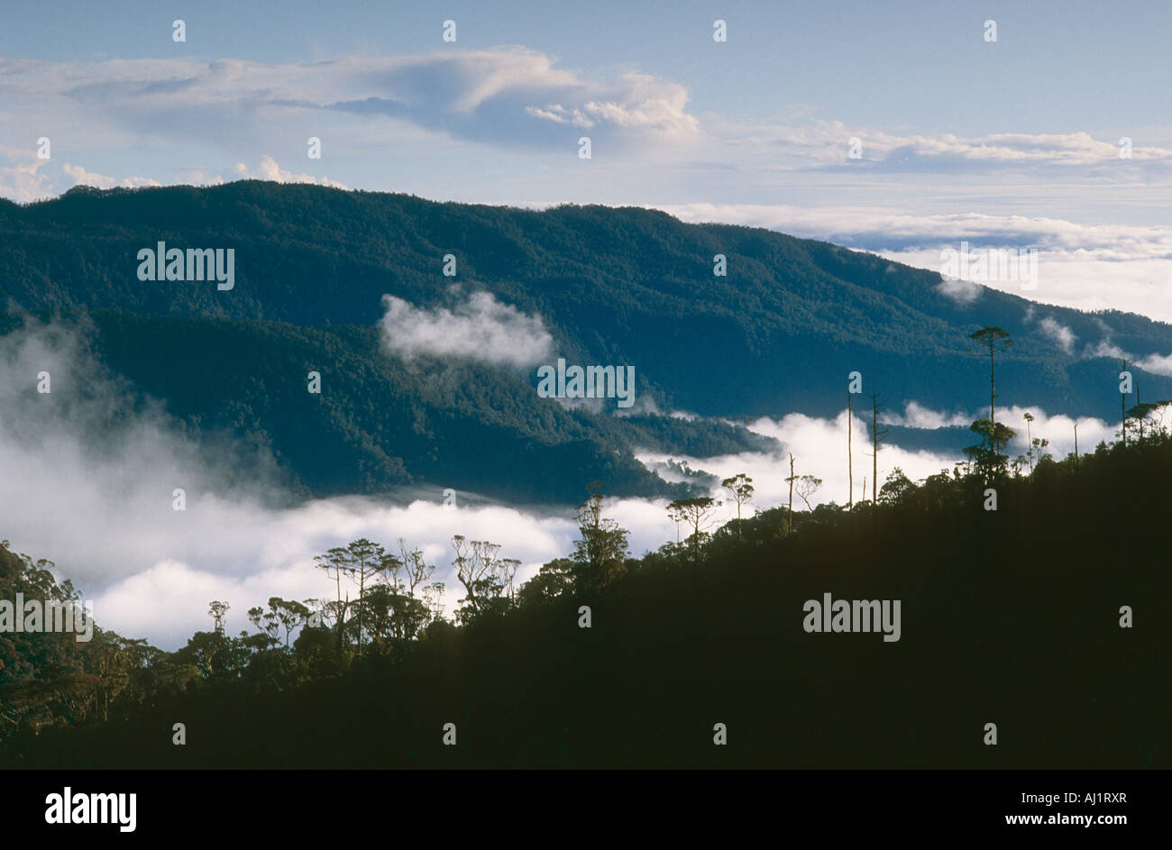 Tropical rain forest i nthe mountains of Irian Jaya, Indonesia. Stock Photo