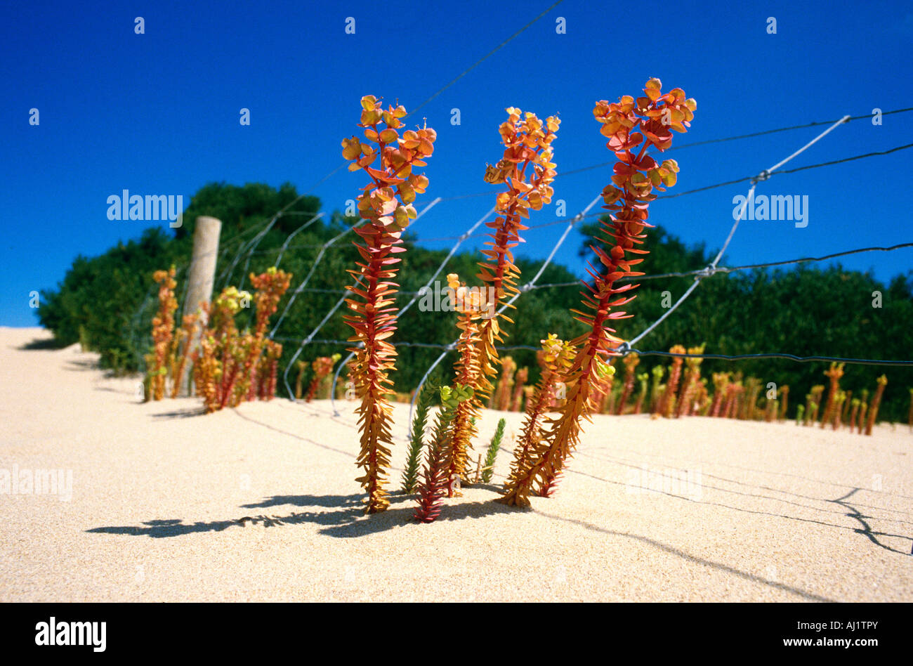 Growth desert hi-res stock photography and images - Alamy