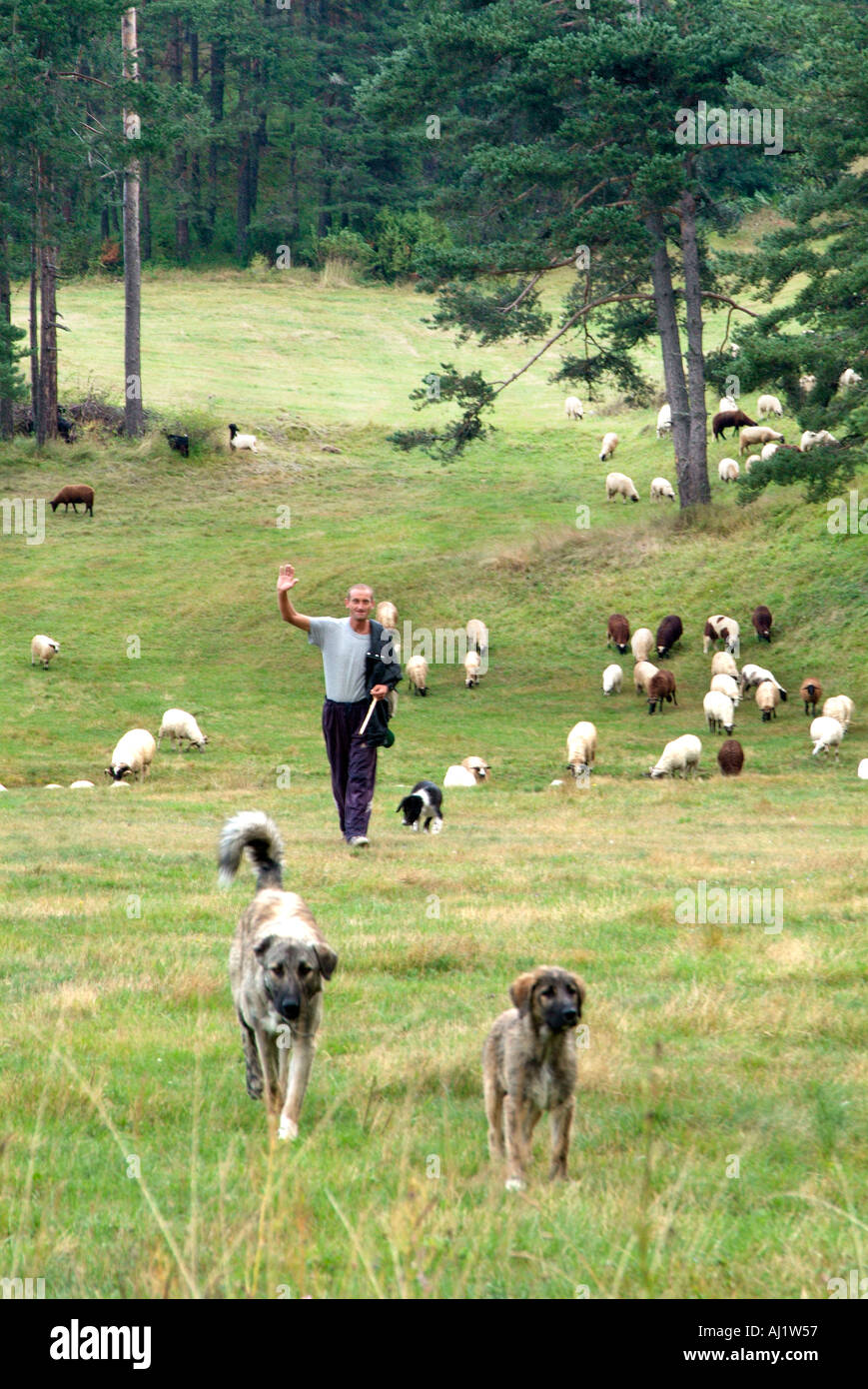 Shepherd dog sheep flock rural Bulgaria Peoples Republic Narodna Republika Bulgariya Balkan Peninsula south east Europe Stock Photo