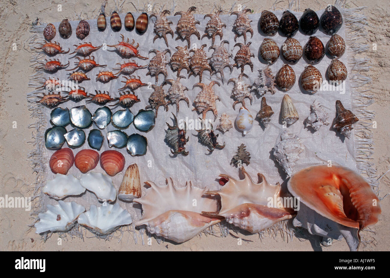 Selection of exotic sea shells offered for sale on the beach at Nungwi  Unguja Zanzibar Tanzania East Africa Stock Photo - Alamy