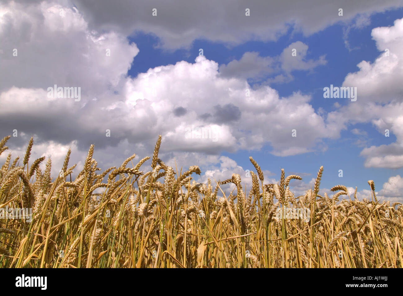 Wheat field under a blue cloudy sky Stock Photo