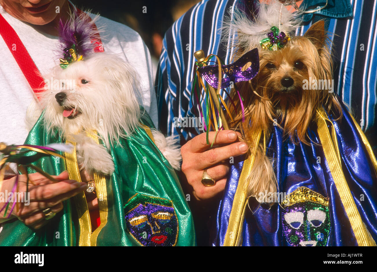 fancy dress dog parade New Orleans Stock Photo Alamy