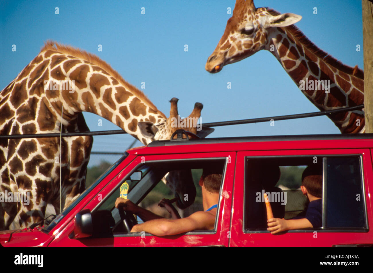 Safari In Ohio >> Ohio Ottawa County African Safari Wildlife Park Visitors Feed Exotic Safari In Ohio >> Ohio Ottawa County African Safari Wildlife Park Visitors Feed Exotic