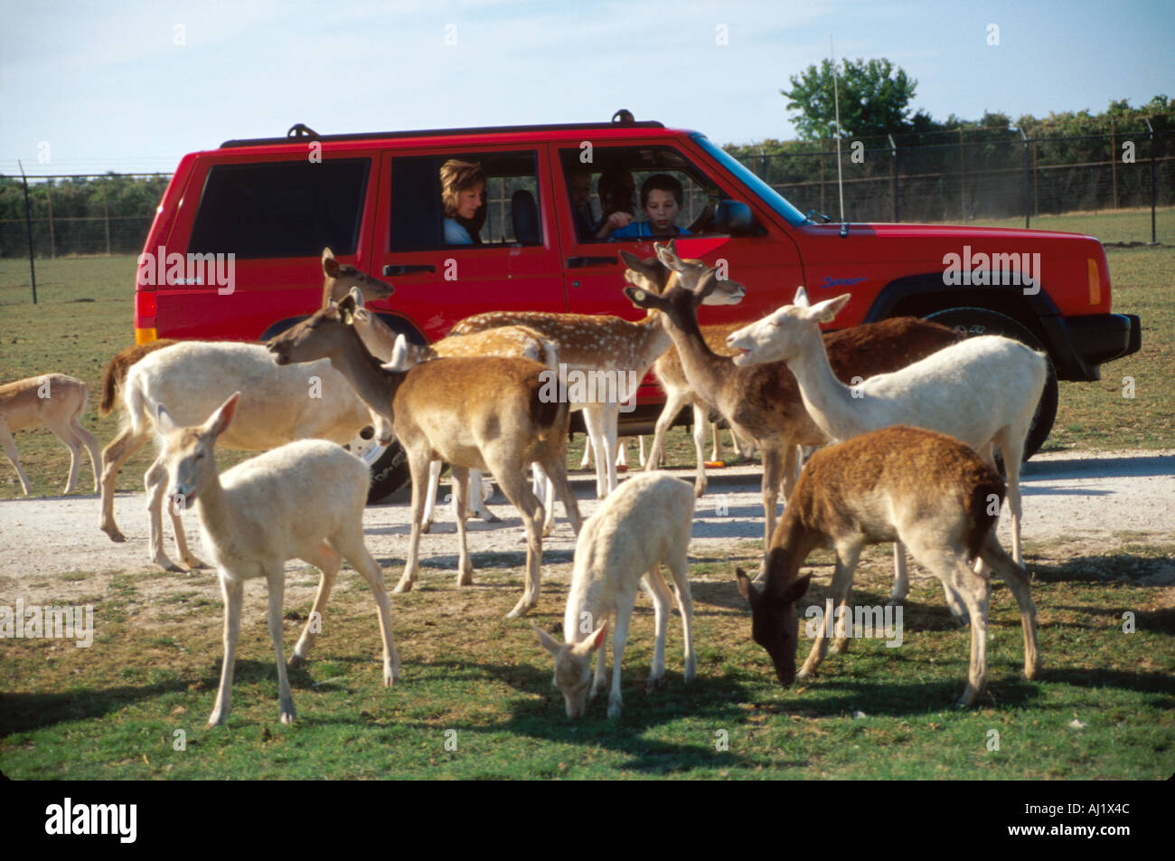 Safari In Ohio >> Ohio Ottawa County African Safari Wildlife Park Visitors Feed Exotic Safari In Ohio >> Ohio Ottawa County African Safari Wildlife Park Visitors Feed Exotic