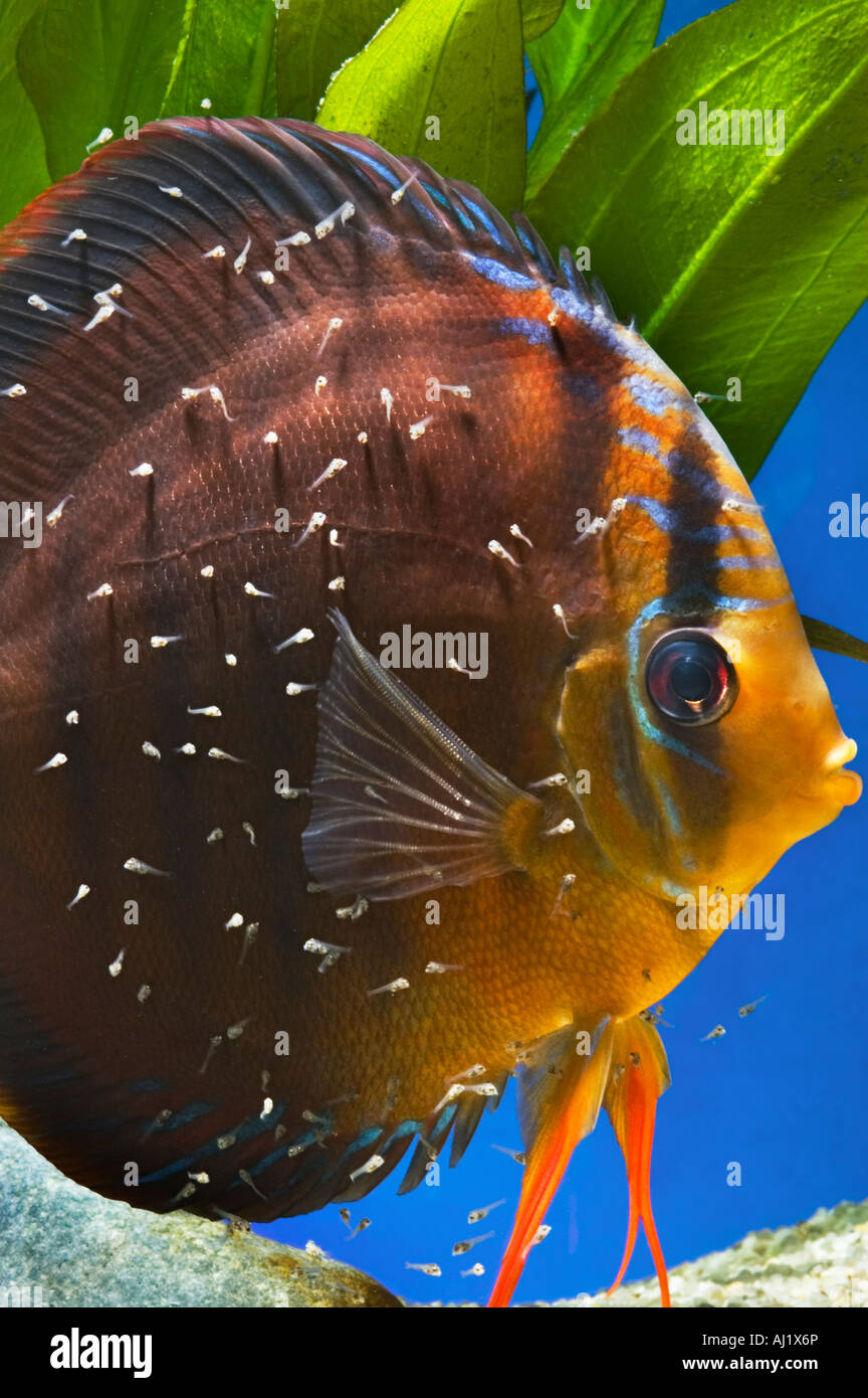 pompadour diskus red brown female SANTAREM DISCUS fish Cichlid with baby babies on her skin body spawn Stock Photo