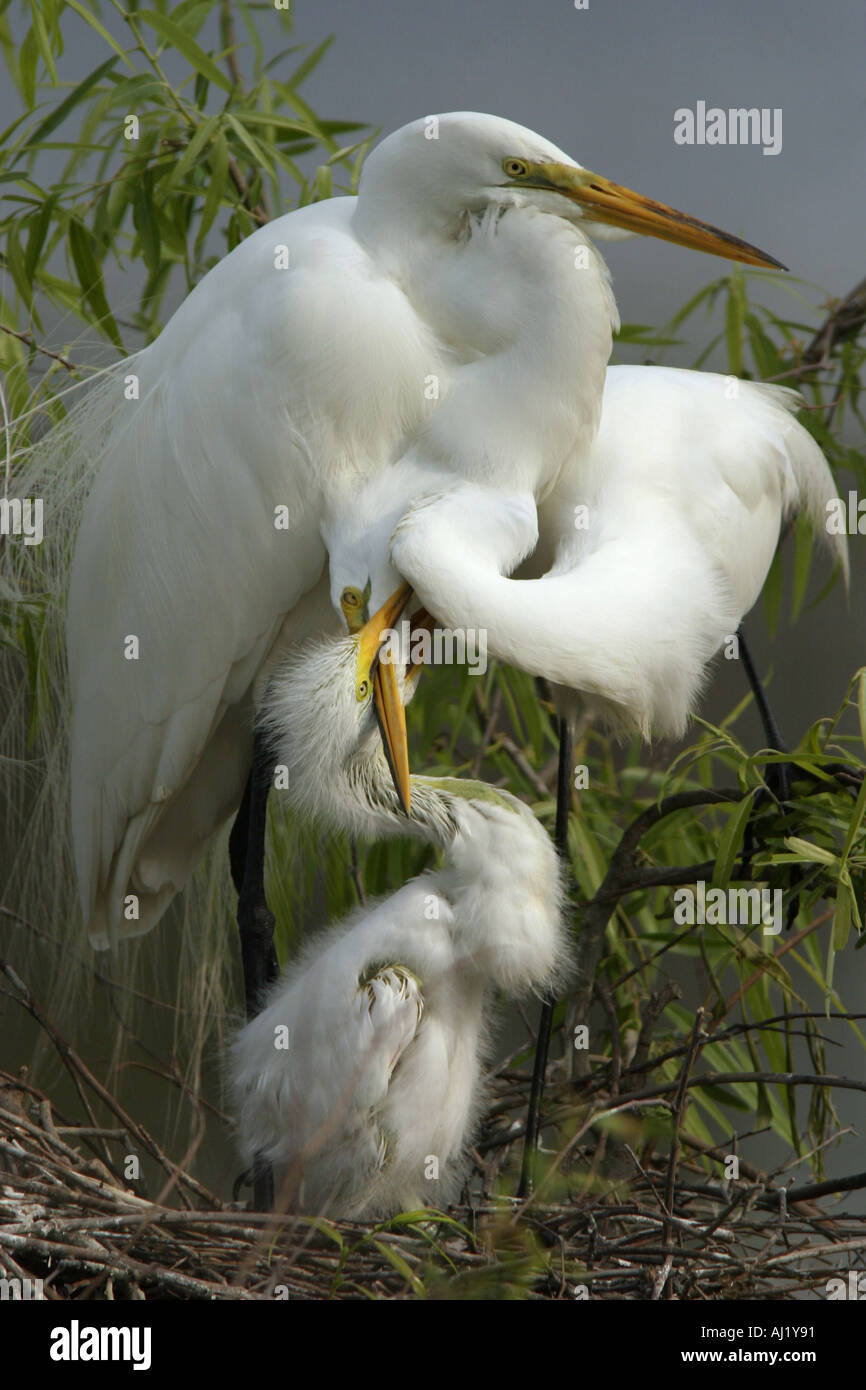 A great chick egret gets fed by a parent that has just arrived back to a Florida rookery from hunting Stock Photo