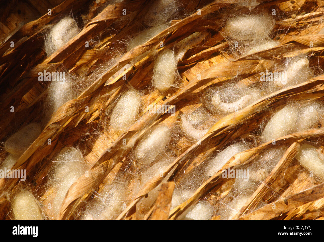 silk worm cocoons Stock Photo Alamy