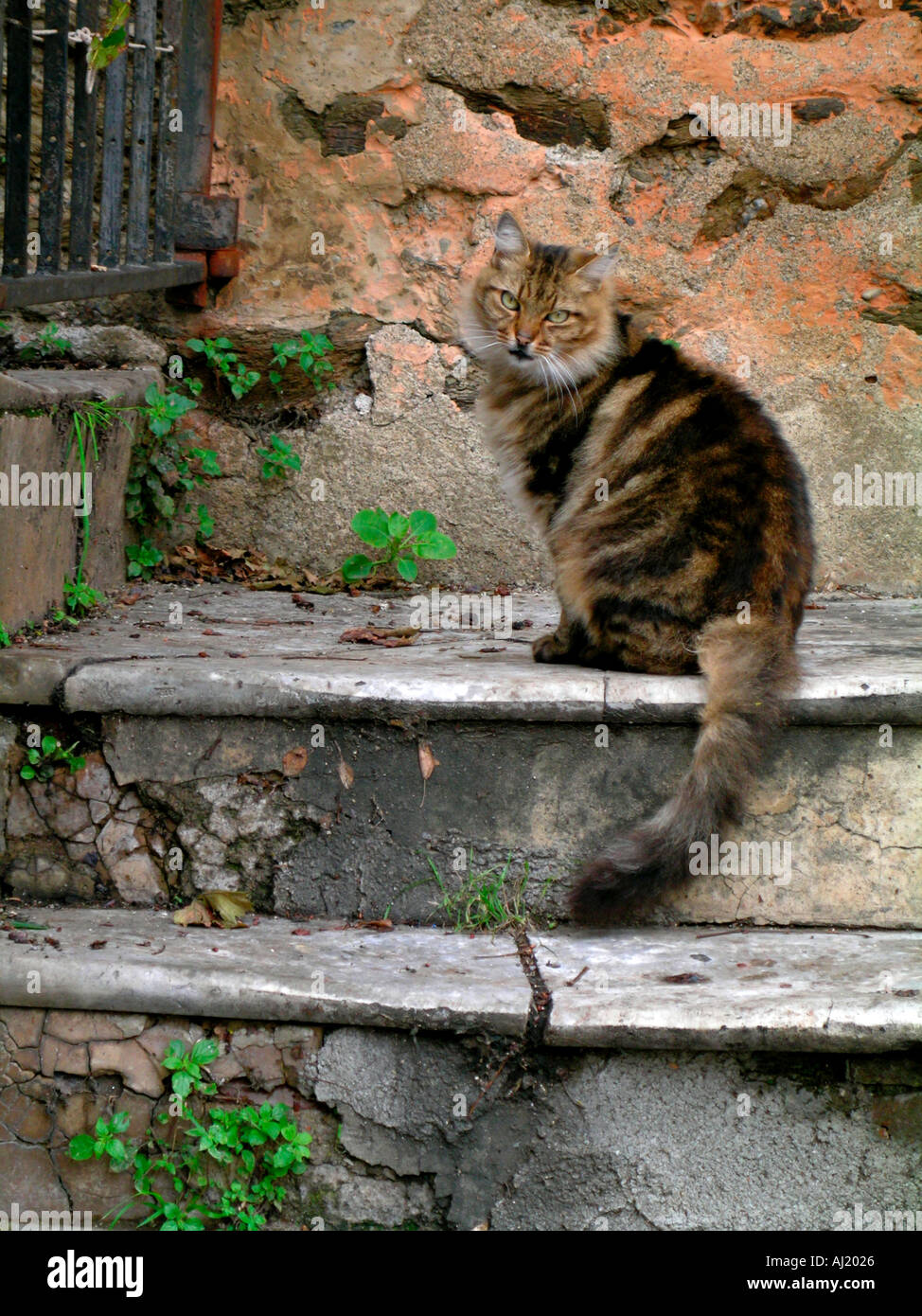 cat is sitting on stairs of stone Stock Photo - Alamy