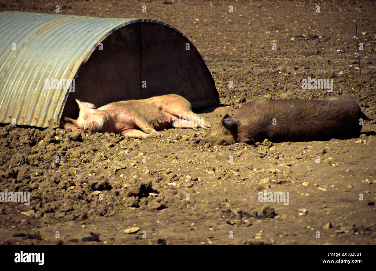 pigs sleeping in front of their stable of corrugated iron Stock Photo ...