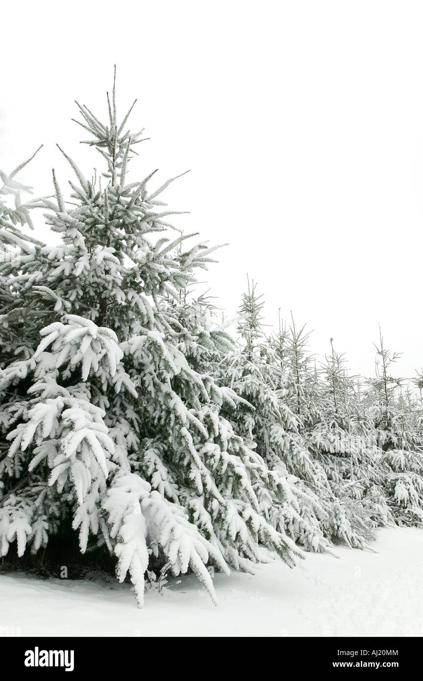 Winter scene of snow covered fir trees Stock Photo