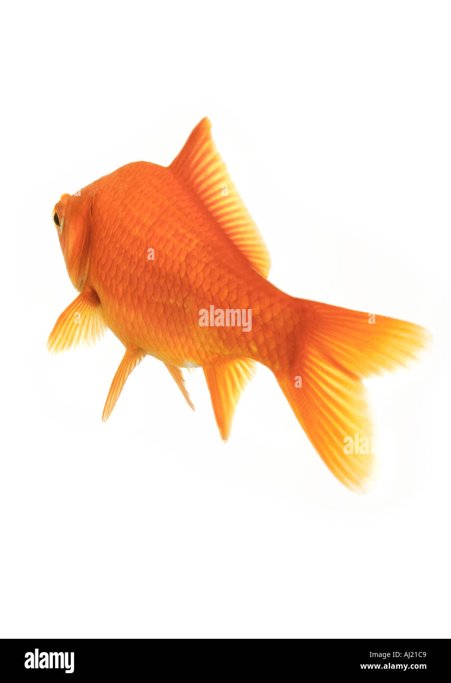 goldfish Stock Photo