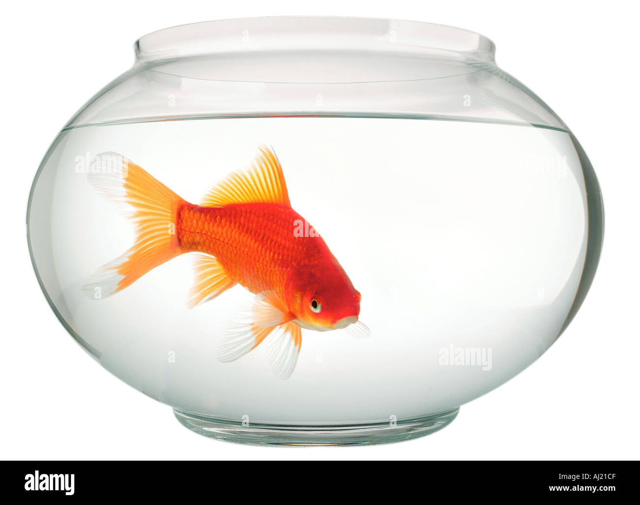 Goldfish Bowl Stock Photo