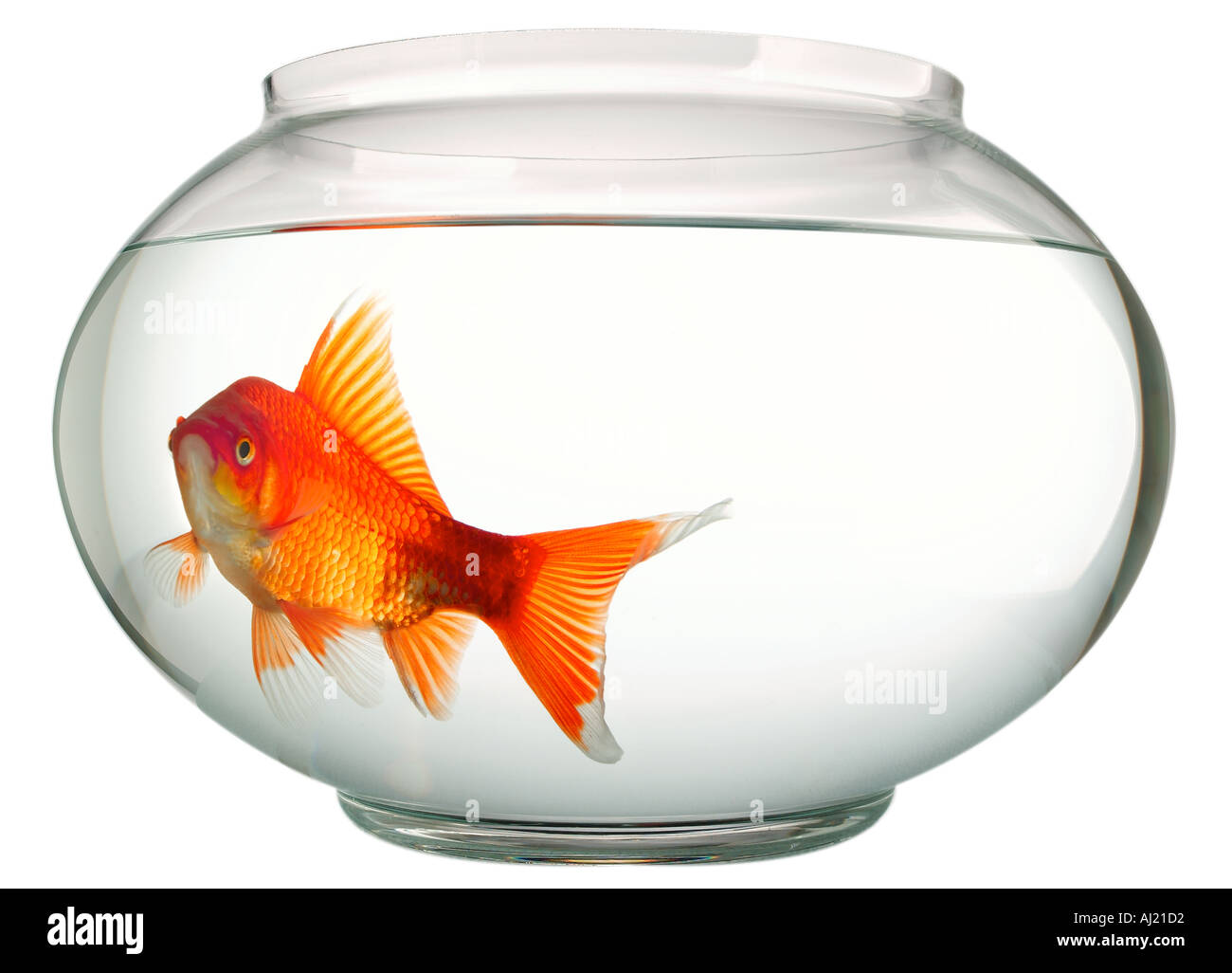 Goldfish Bowl Stock Photo