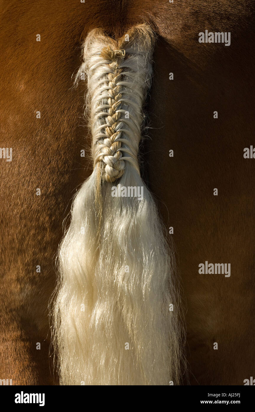 Horse tail braid hires stock photography and images Alamy