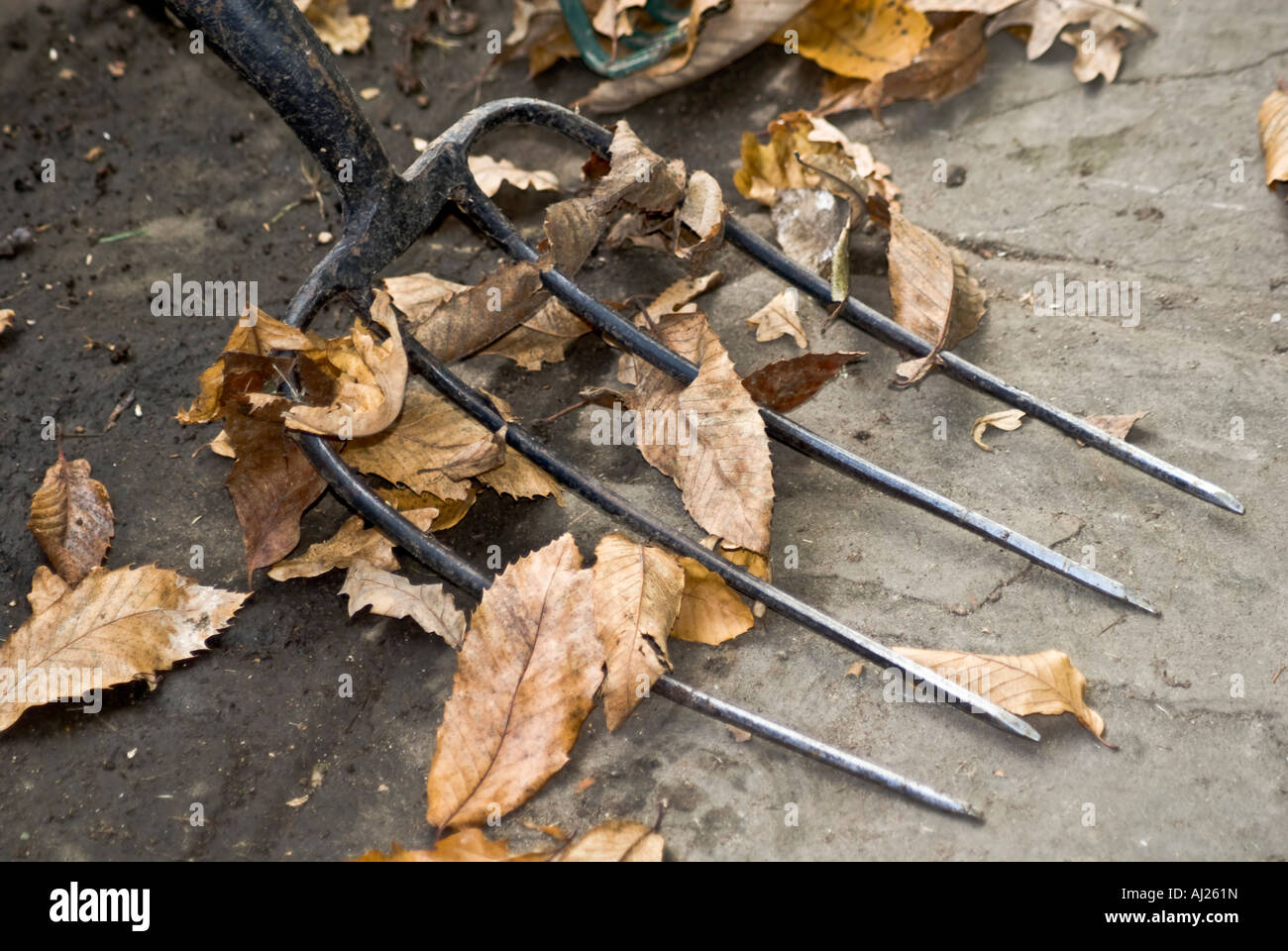 Autumn leaves caught Tines of an old garden fork Stock Photo