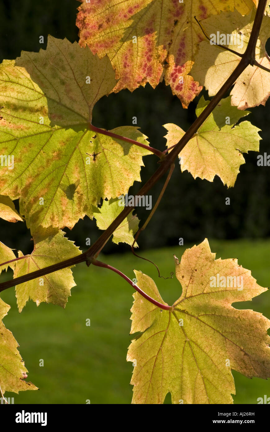 Fly silhouette through a grape leaf autumn Stock Photo