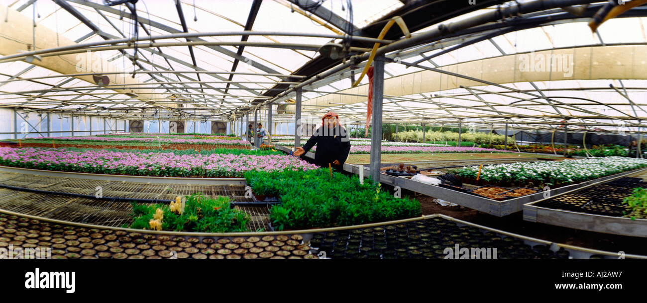 Wafra Kuwait Flowers In Greenhouse Carbon Dioxide Fans Stock Photo