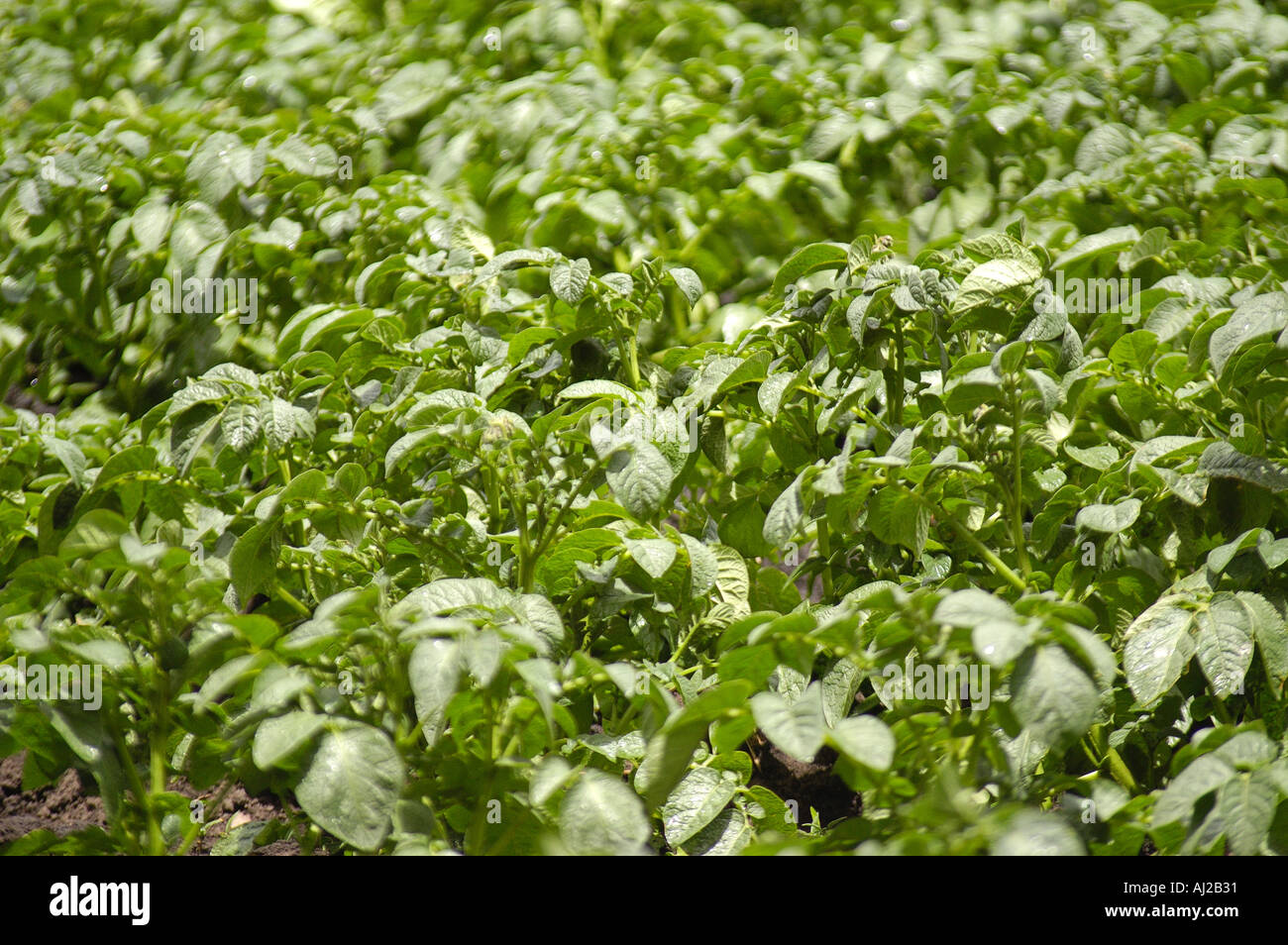 Potato plants field papa chips Stock Photo