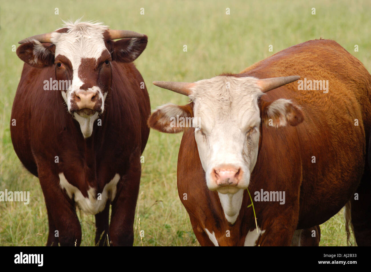 Polled Hereford cows in Argentina Stock Photo