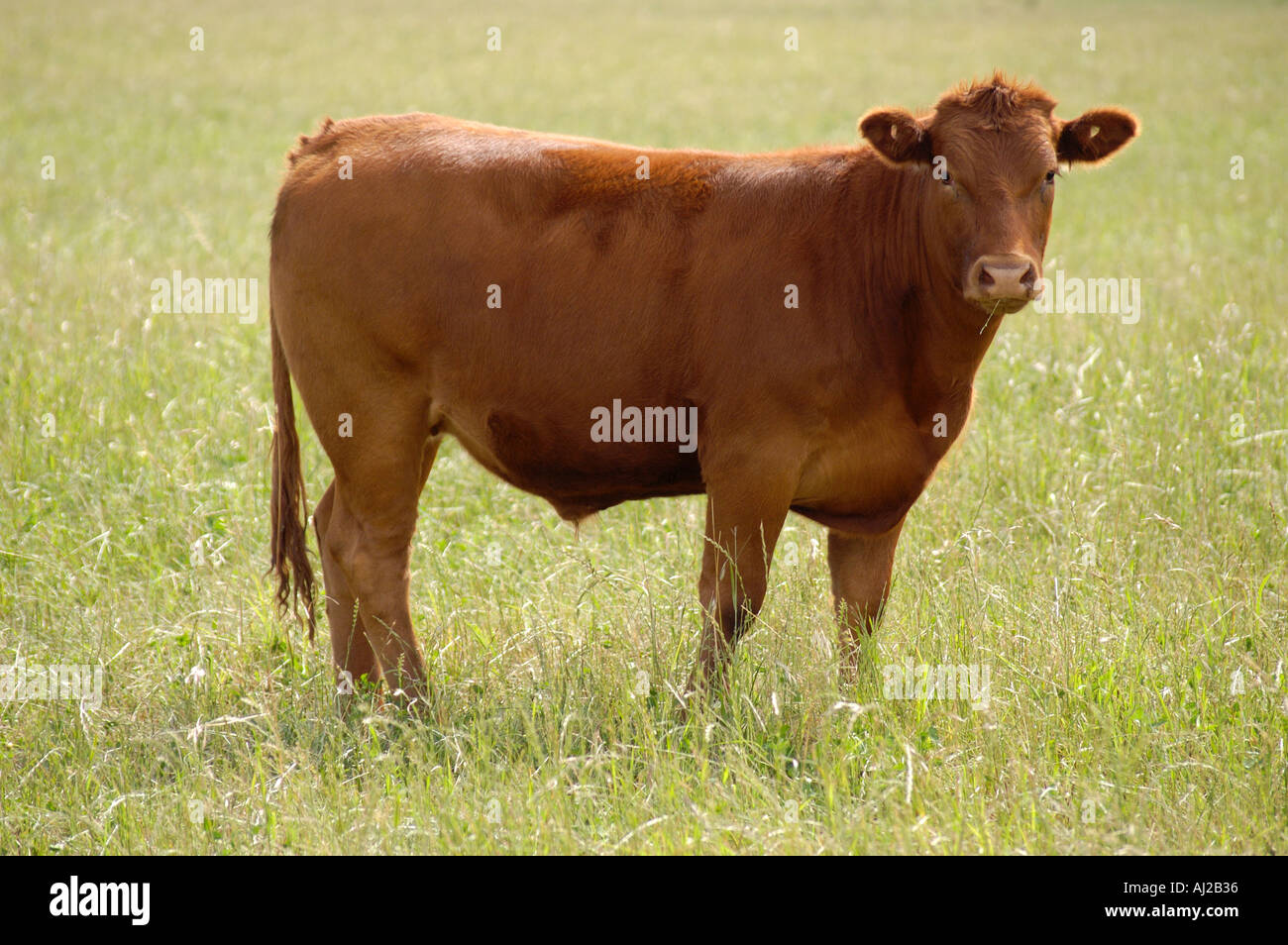 Aberdeen Angus Brown cow in Argentina Stock Photo