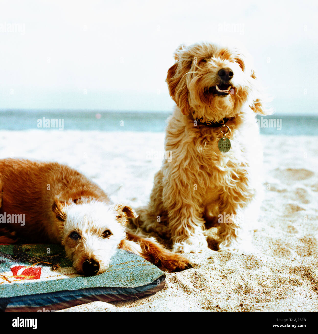 two small dogs sitting on beach close up Stock Photo