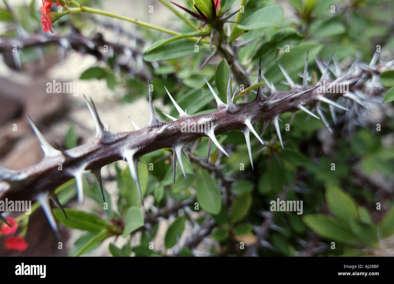 sharp thorns on a bush Stock Photo 1190846 Alamy
