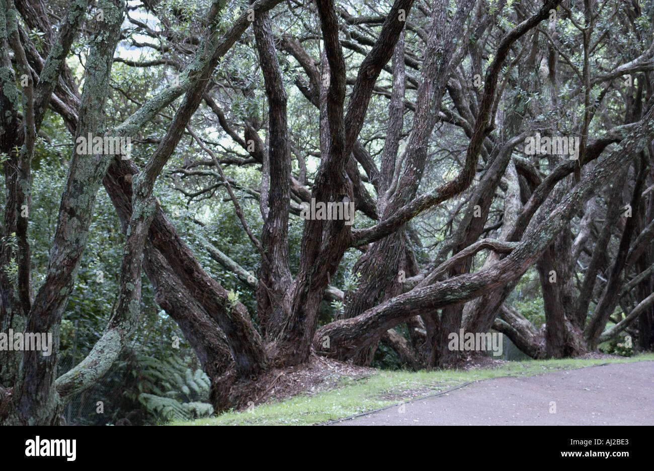 Woodland vegetation hi-res stock photography and images - Alamy