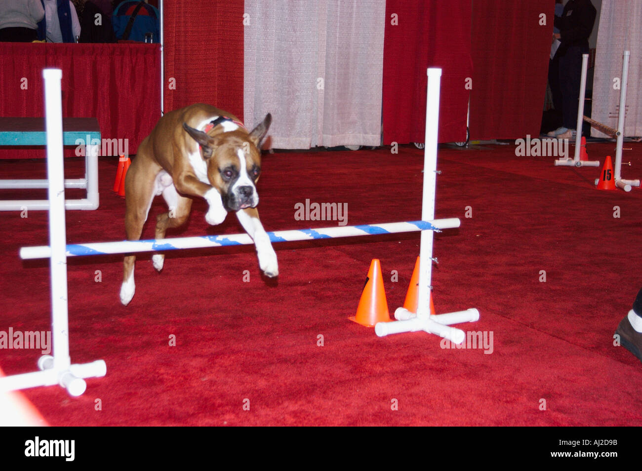 Boxer dog jumping over bar at pet show Stock Photo Alamy