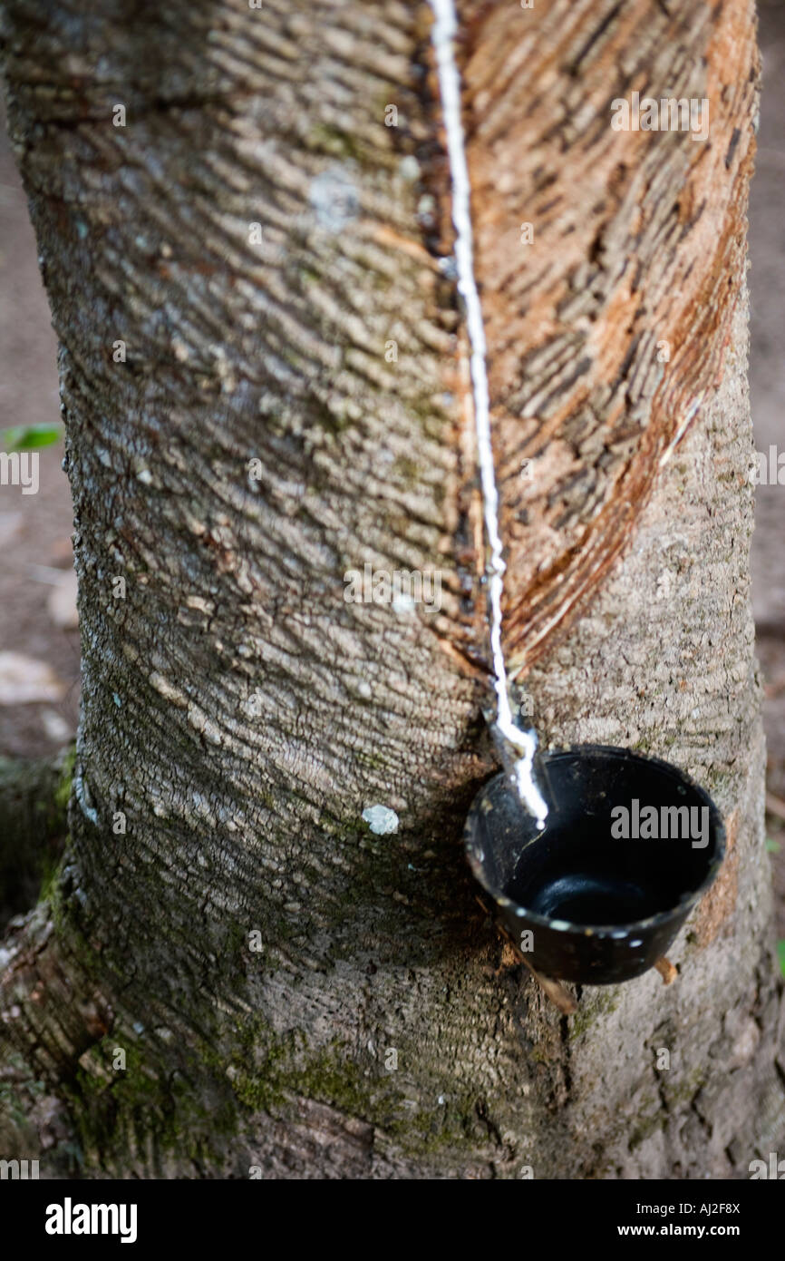 Rubber tree amazon hires stock photography and images Alamy