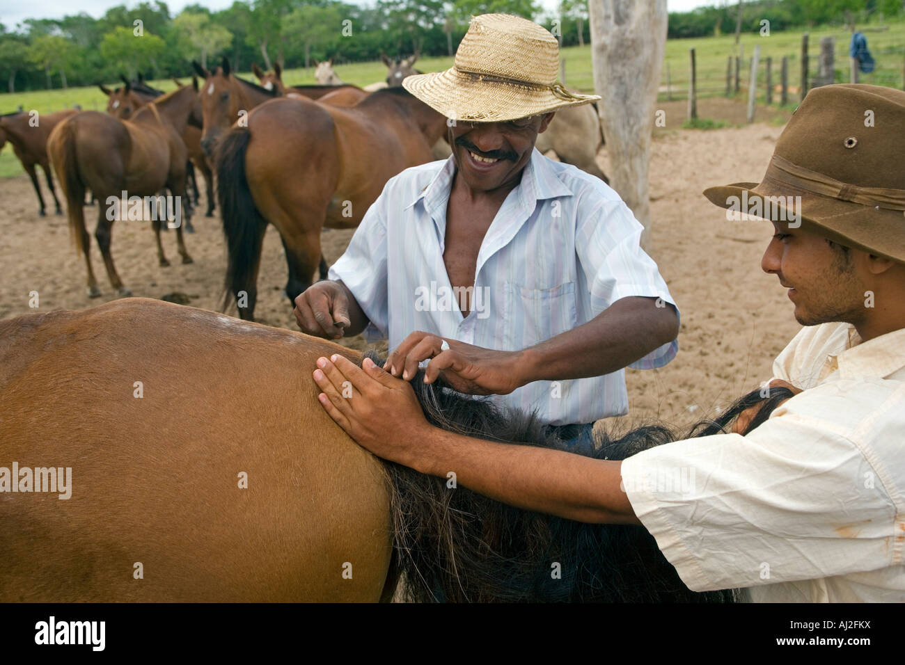 Peão tocando boiada na Transpantanera no Pantanal. Stock Photo