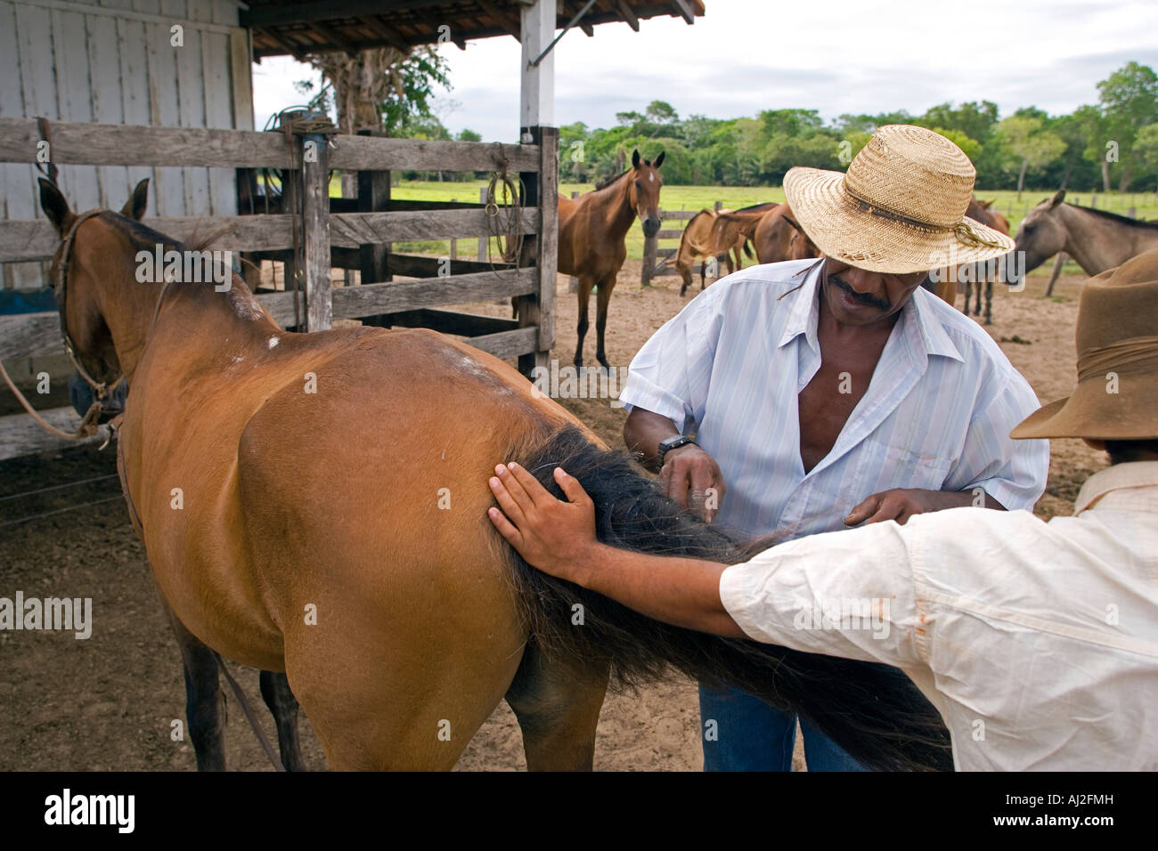 peão pantaneiro  Cavalo pantaneiro, Cavalos, Pantanal